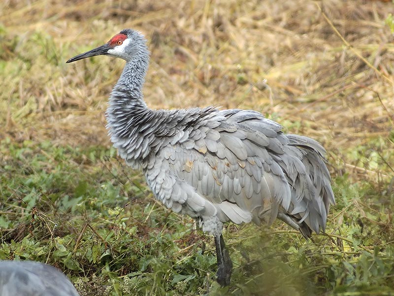 Sandhill Crane